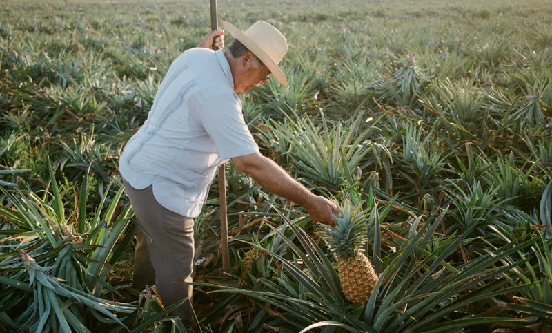 La Historia del Tepache: A Drink 3,700 Years in the Making